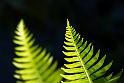 Royal Tasmanian Botanical Gardens